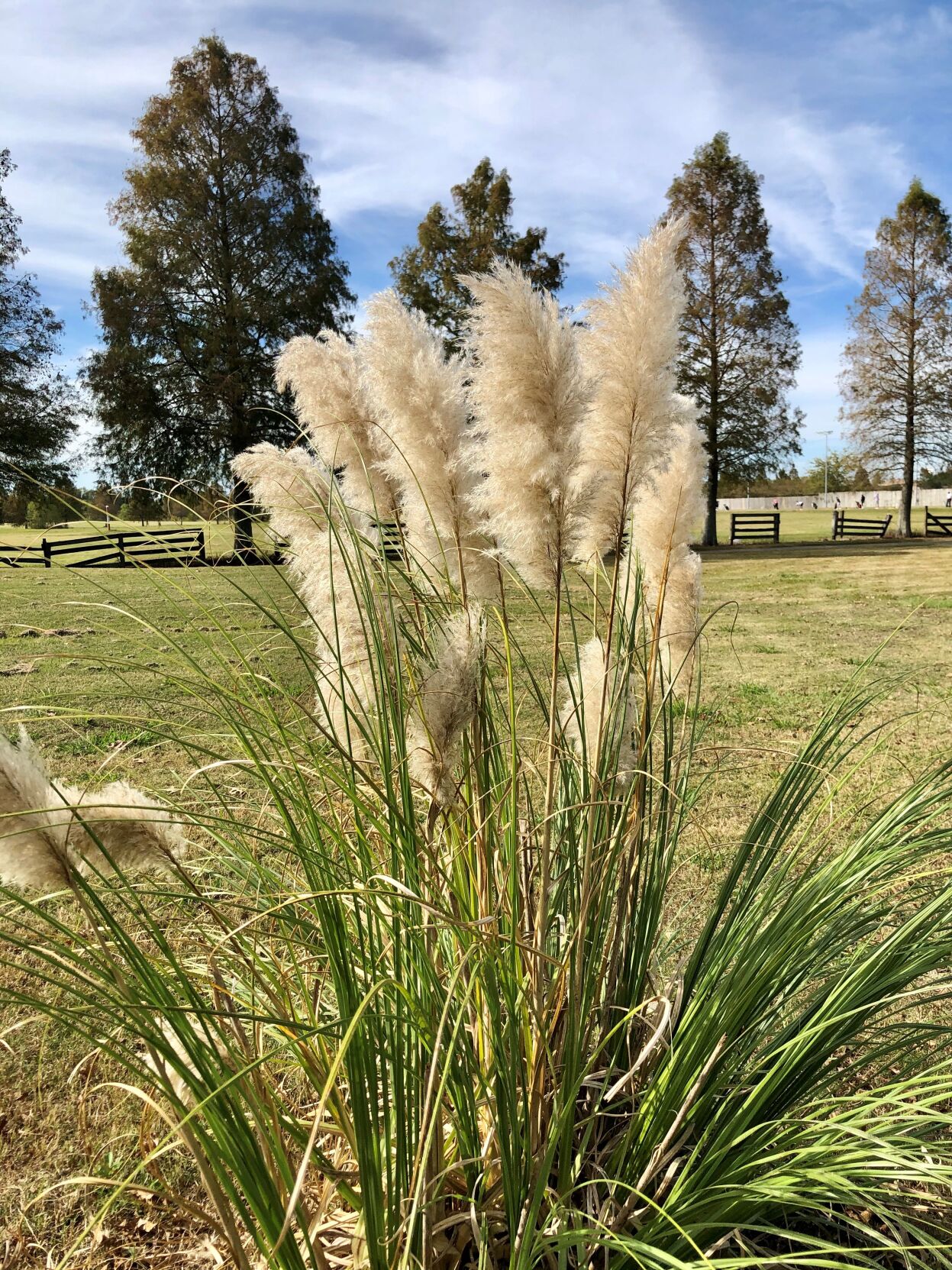 Pampas grass plumes.jpg (copy)